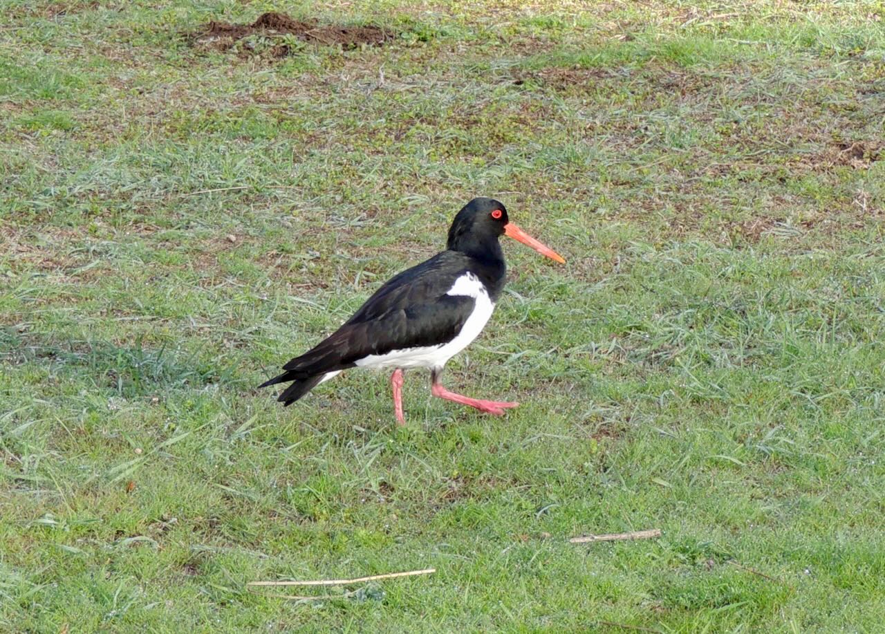 Pied Oystercatcher